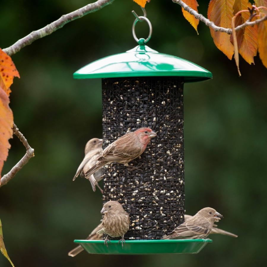 Backyard Birds & Wildlife * | More Birds Seed Screen Feeder 38175 Wild Bird Feeders