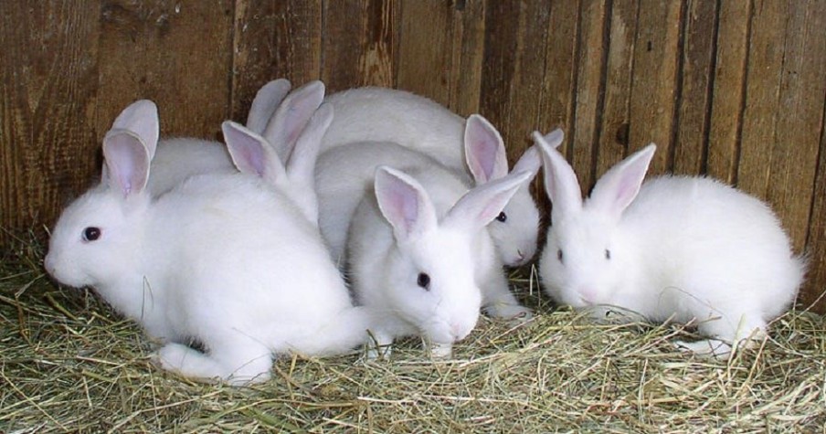 Small Animals * | Various Brands Bunny Rabbits Live Rabbits